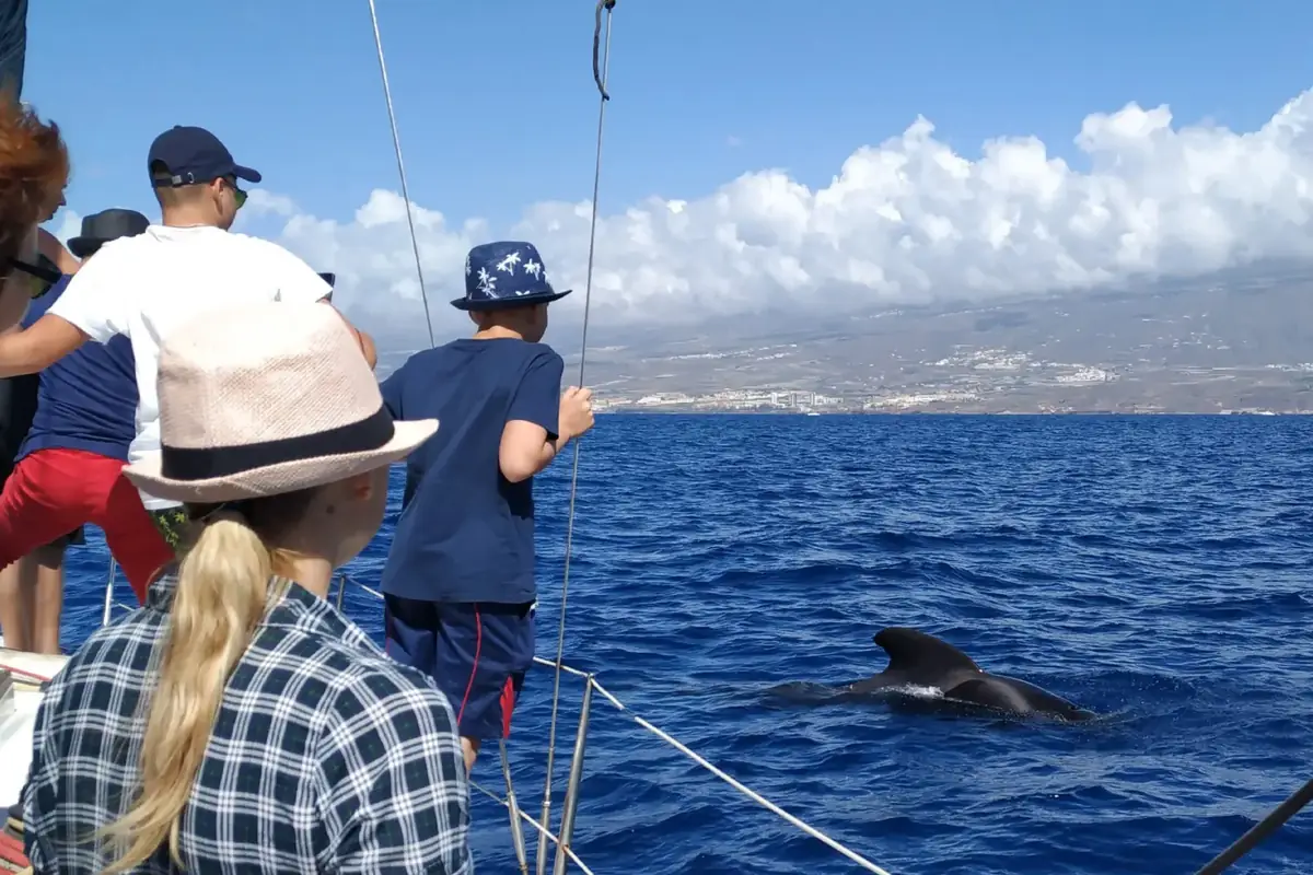 Boat trips and whale watching from Los Cristianos