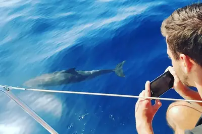 Bottlenose dolphins