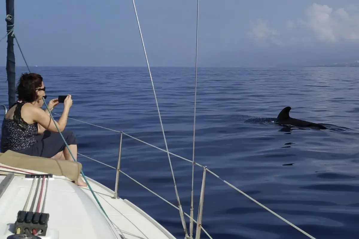 Boat trips for Adeje, La Caleta and Callao Salvaje