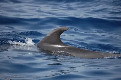 Close-up of a short-finned pilot whale’s dorsal fin breaking the surface off Tenerife