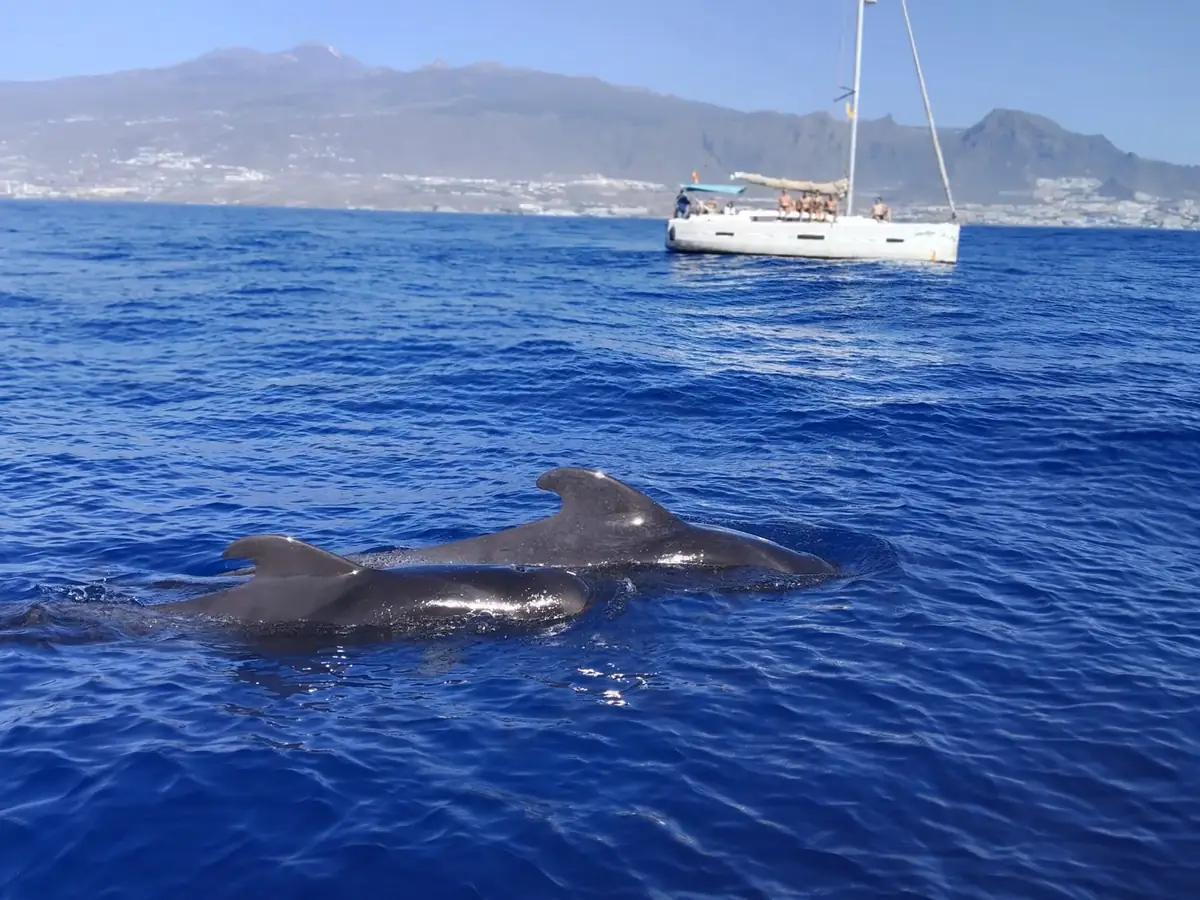 Pilot whales surfacing beside an Atlantic Waves sailing yacht, Mount Teide behind
