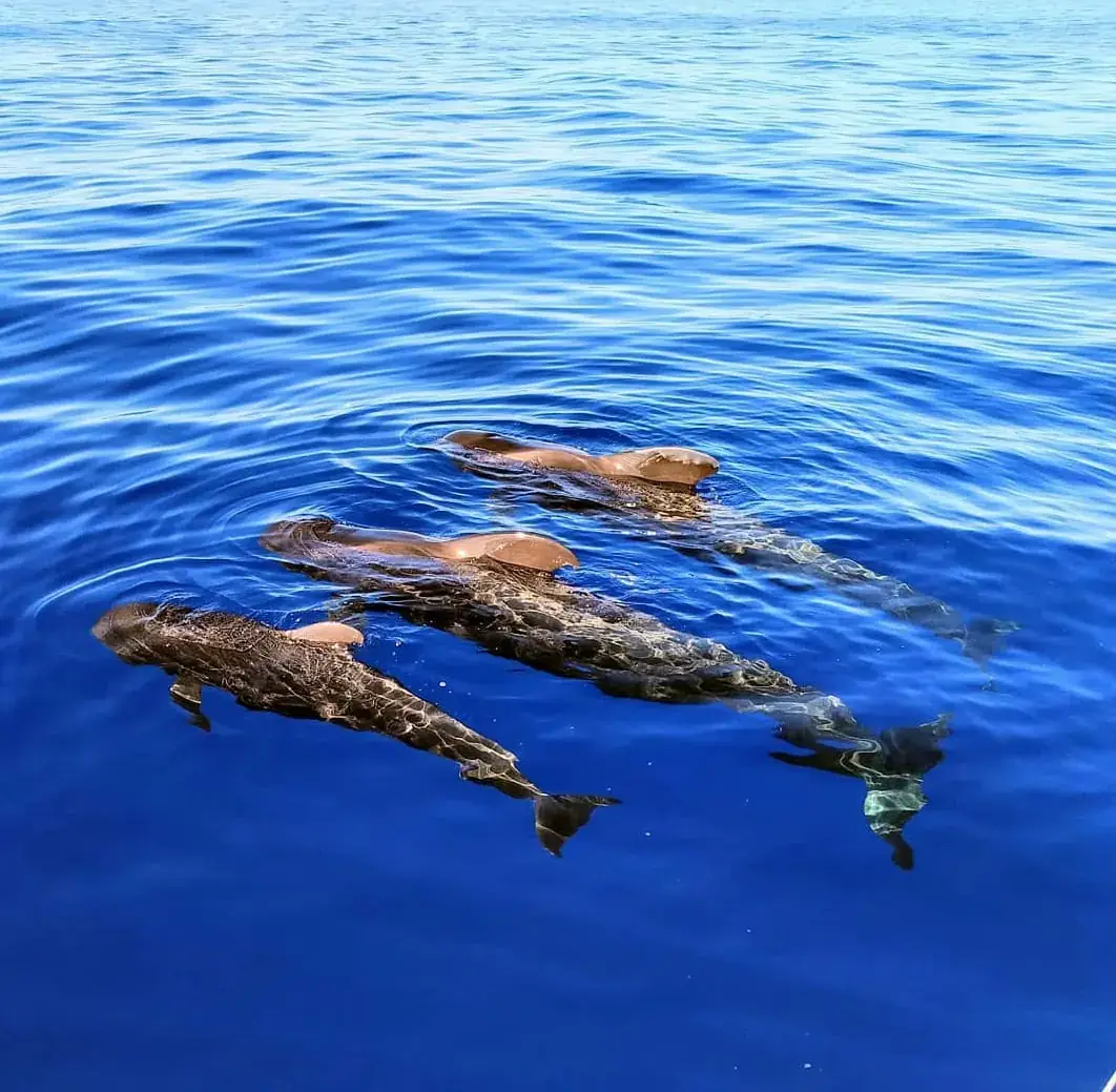 Excursions en bateau à Tenerife