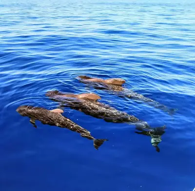 Short-finned pilot whales
