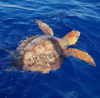 Sea turtles