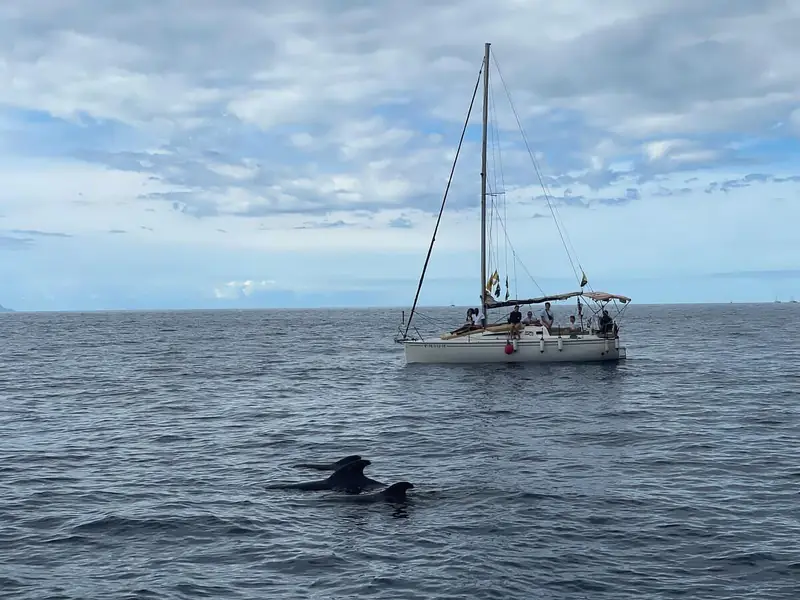 Wale schwimmen nahe einer Segelyacht vor der Südküste Teneriffas