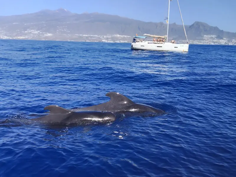Grindwale neben einer Segelyacht in kleiner Gruppe vor Teneriffa