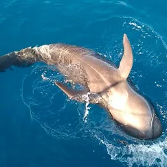 Bottlenose dolphin rolling just below the surface next to the yacht