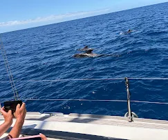 Dolphins swimming in the distance seen from the deck of the yacht