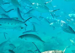 Shoal of fish under water, seen while snorkelling on a boat trip