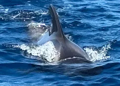 Pilot whale surfacing with a splash, photographed from the yacht by a guest