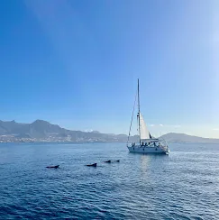 Pilot whales surfacing near a sailing yacht with the Tenerife mountains behind