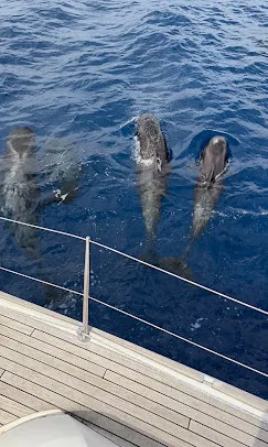Three pilot whales swimming just beside the bow of the yacht