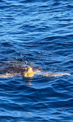 Loggerhead sea turtle swimming at the surface in deep blue water off Tenerife