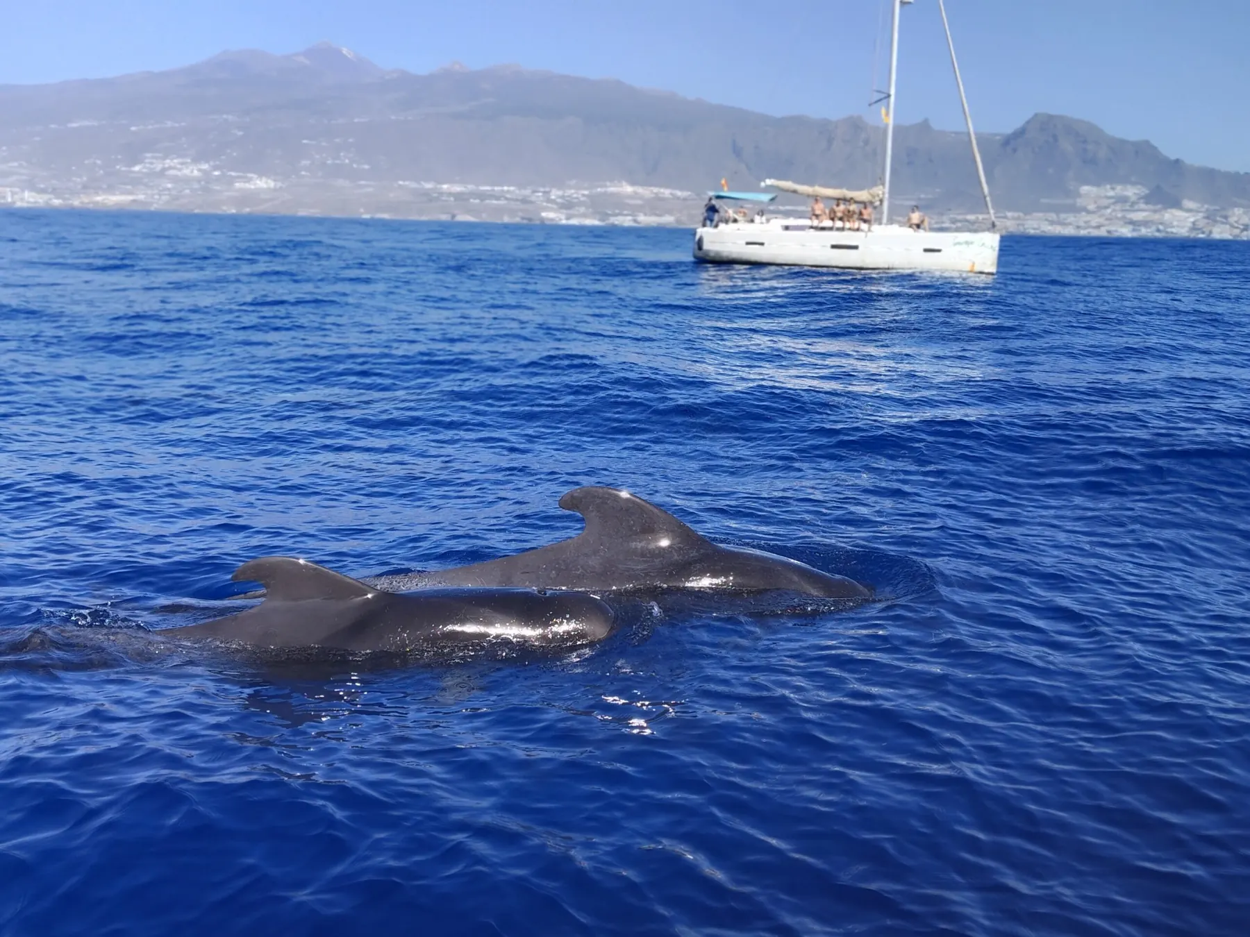 Segelyacht Mizendoha, Dufour 410 Grand Large · 12,35 m, Teneriffa