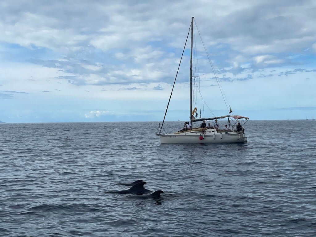 Ballenas nadando cerca de un velero frente a la costa sur de Tenerife.