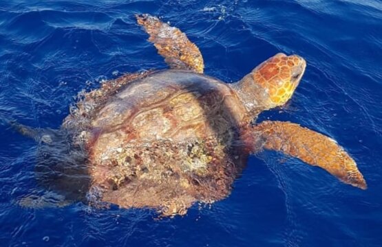 Sea turtle swimming near Costa Adeje, Tenerife