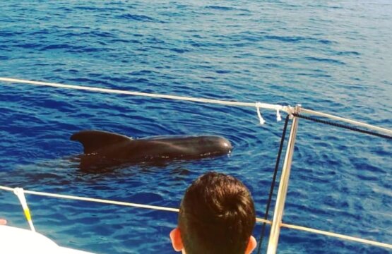 Pilot whale observed during a boat trip in Tenerife