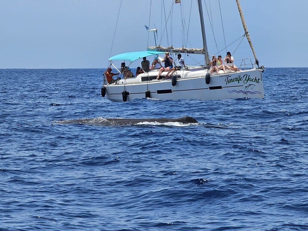 Huéspedes disfrutando de una excursión en velero para avistar ballenas y delfines en Tenerife.