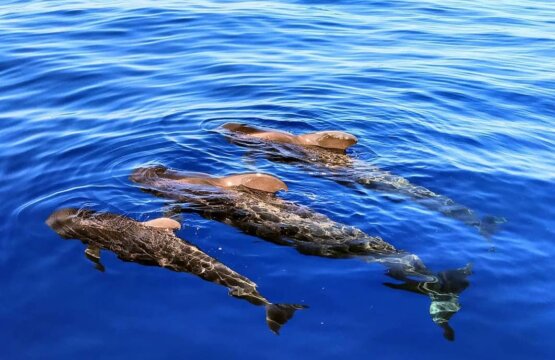 Pod of pilot whales swimming in Tenerife waters