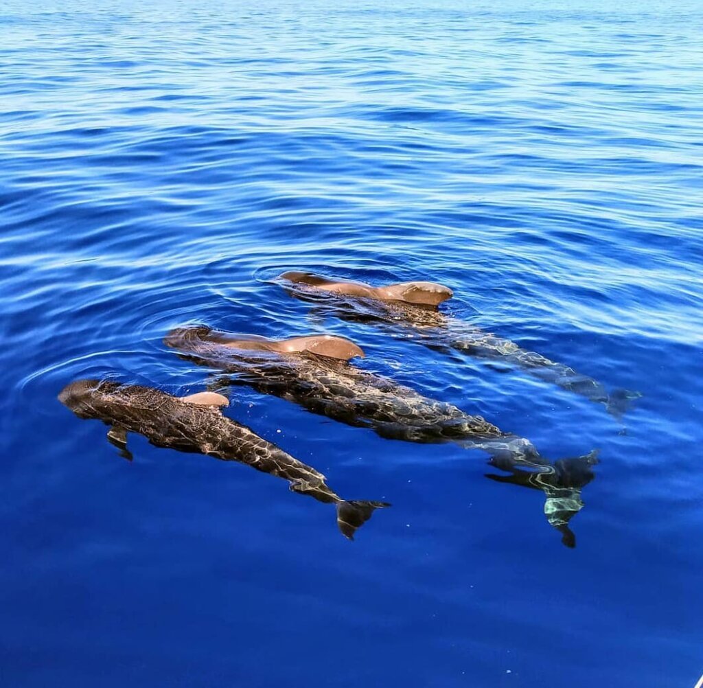 Tres calderones nadando juntos en el océano Atlántico cerca de Tenerife.