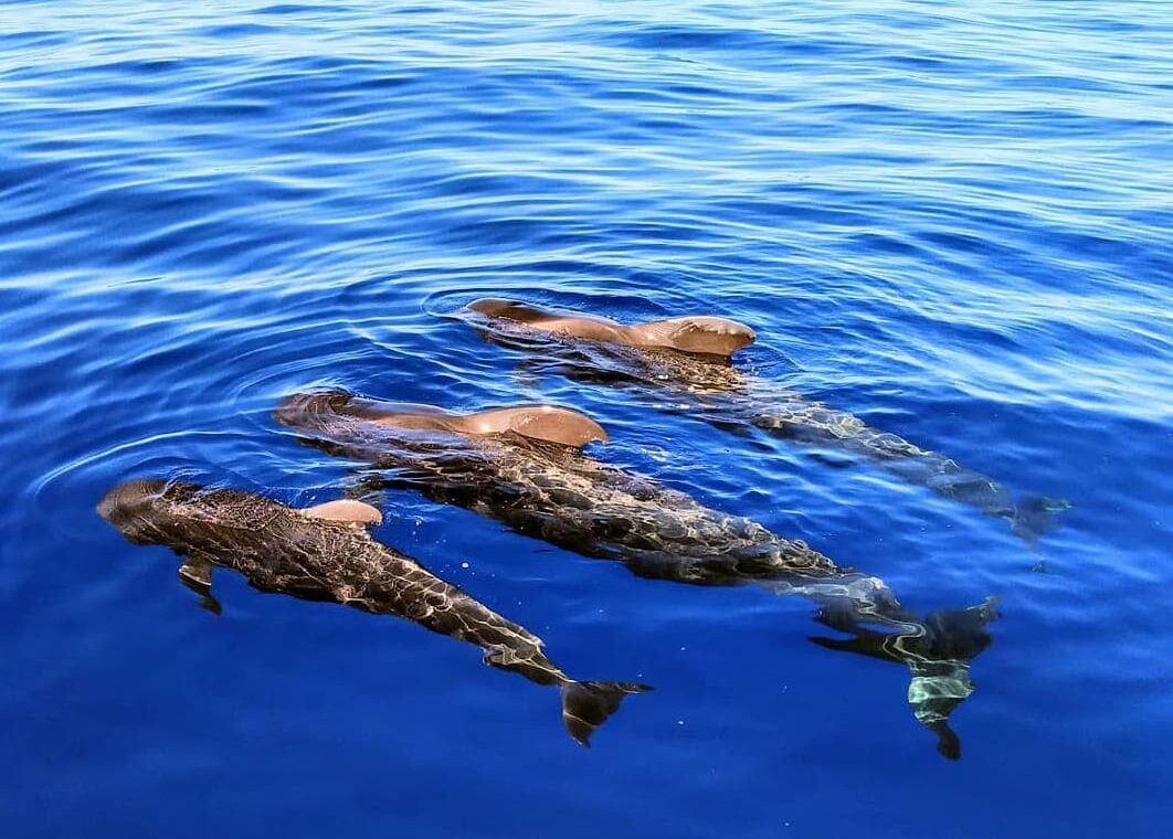 Tres calderones nadando juntos en el océano Atlántico cerca de Tenerife.