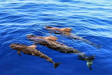 Tres calderones nadando juntos en el océano Atlántico cerca de Tenerife.