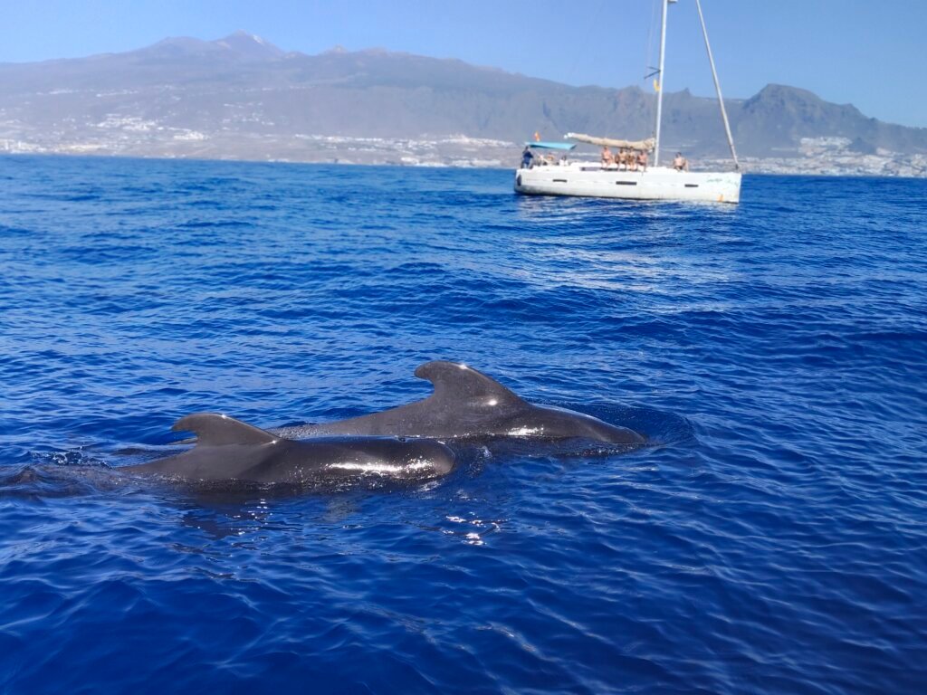 Ballenas piloto junto a un pequeño grupo de veleros en Tenerife.