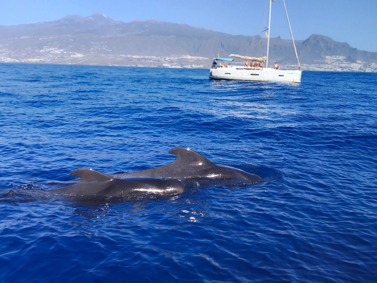 Pilot whales beside a small-group sailing yacht in Tenerife